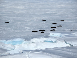 Seals and pressure ridges.