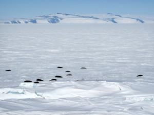 Seals by White Island.